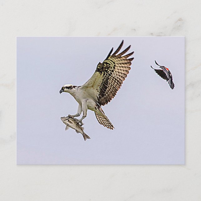Osprey being chased by a red winged blackbird postcard (Front)