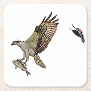 Osprey being chased by a red winged blackbird square paper coaster