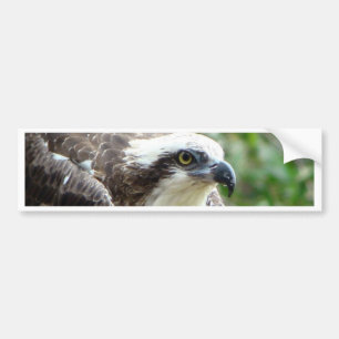 Osprey Bird Bumper Sticker