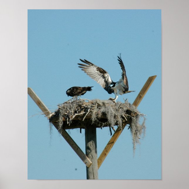 Osprey bird family Poster (Front)