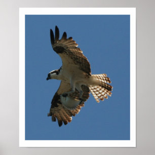 Osprey Bird & Halibut Fish Print