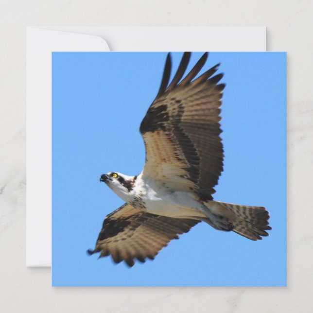 Osprey Bird Invitations (Front)