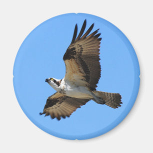 Osprey Bird Magnet