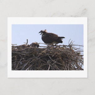 Osprey Bird Nest Postcard