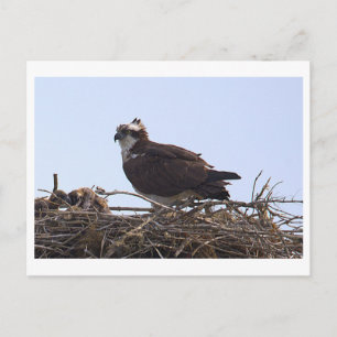 Osprey Bird Nest Postcard