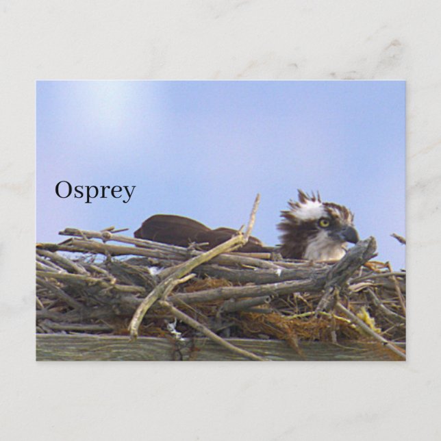 Osprey Bird Nest Postcard (Front)