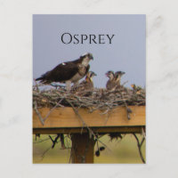 Osprey Bird Nest Postcard