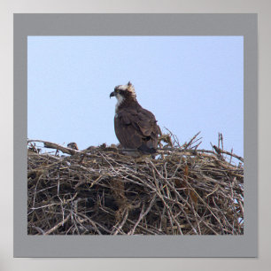 Osprey Bird Nest Poster