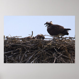 Osprey Bird Nest Poster