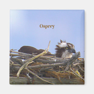 Osprey Bird Photo Magnet