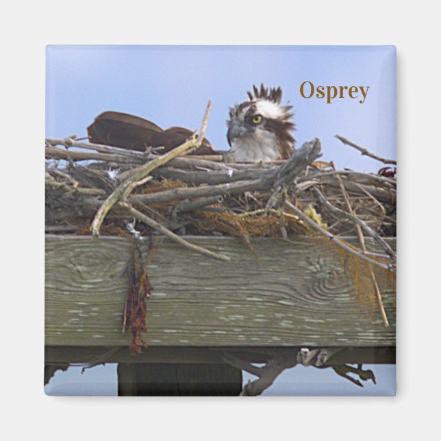 Osprey Bird Photo Magnet (Front)