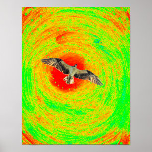 Osprey bird poster