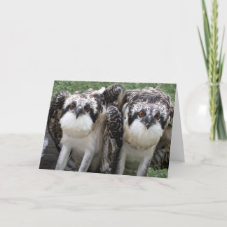 Osprey Brothers Card
