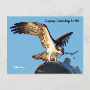 Osprey carrying sticks Postcard