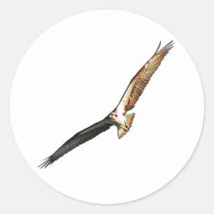 Osprey Classic Round Sticker