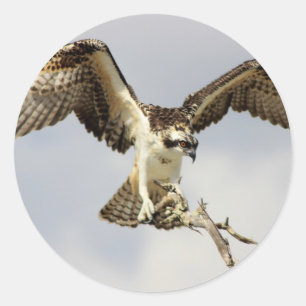 Osprey Classic Round Sticker