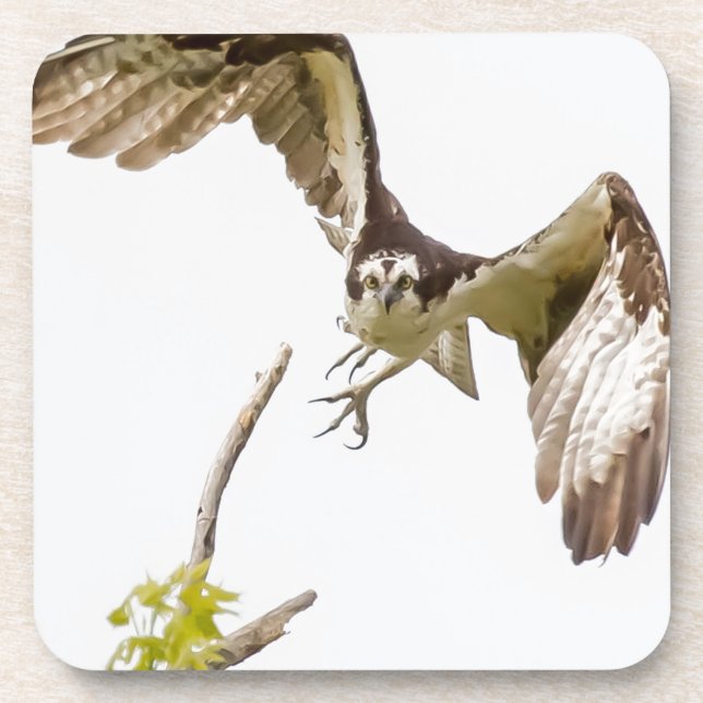 Osprey Coming At You Coaster (Front)