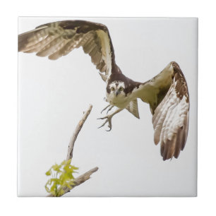 Osprey Coming At You Tile
