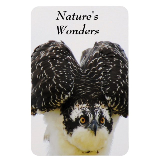 Osprey Eyes Flexi Magnet (Vertical)