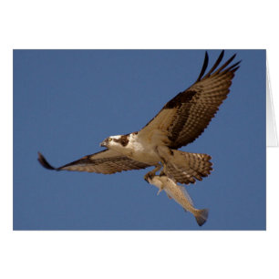 Osprey Fisher