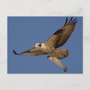 Osprey Fisher Postcard