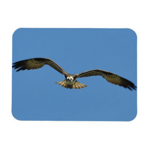 Osprey Flying! Magnet