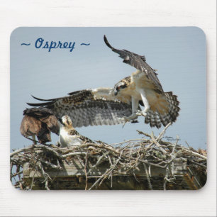 Osprey flying nest Mousepad