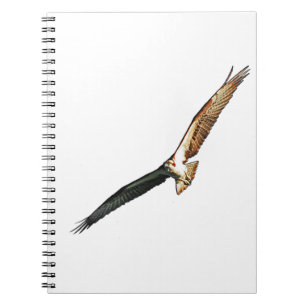 Osprey Flying Notebook