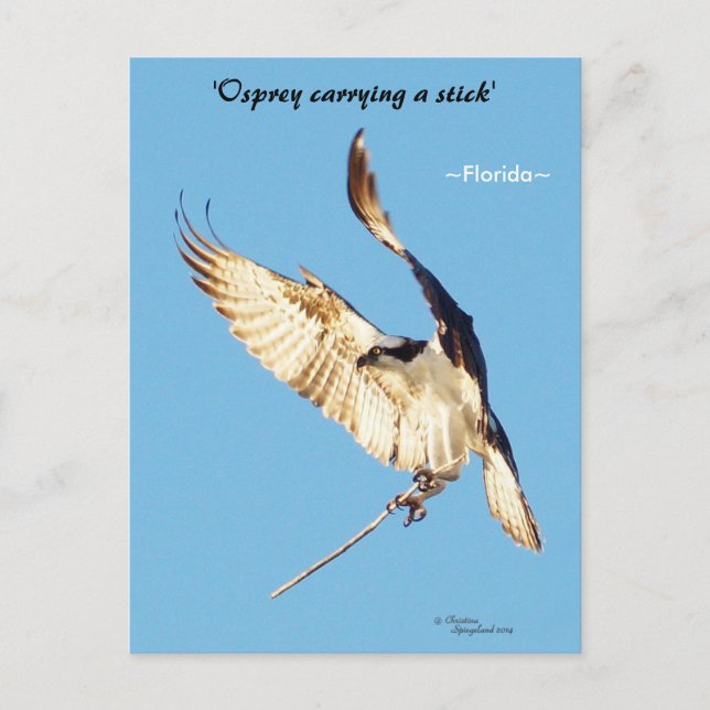 Osprey flying stick Florida Postcard (Front)