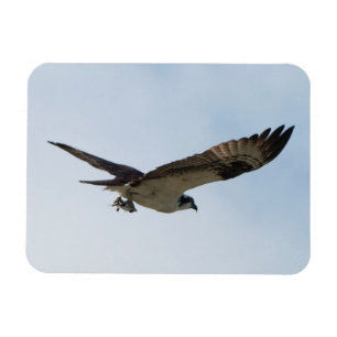 Osprey Flying with Fish in its Talons Magnet