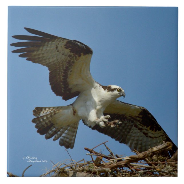 Osprey hawk flying landing Tile (Front)