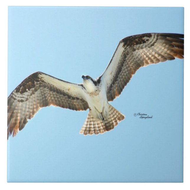 Osprey hawk flying Tile (Front)
