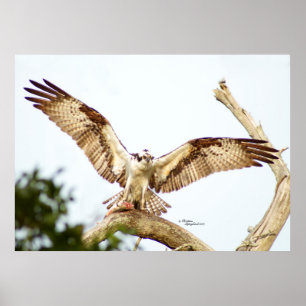 Osprey hawk Open wings Poster