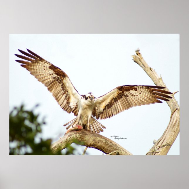 Osprey hawk Open wings Poster (Front)