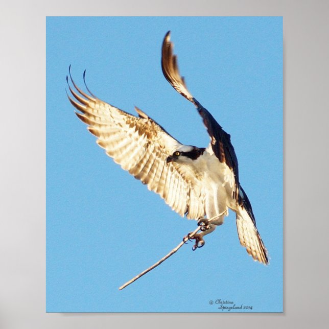 Osprey holding a stick Poster (Front)