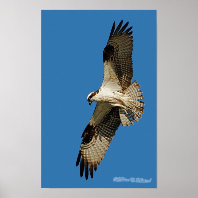 Osprey Hovering Poster (Front)