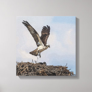 Osprey in a nest canvas print