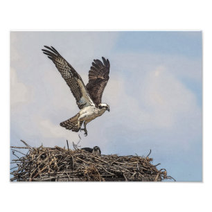 Osprey in a nest photo print