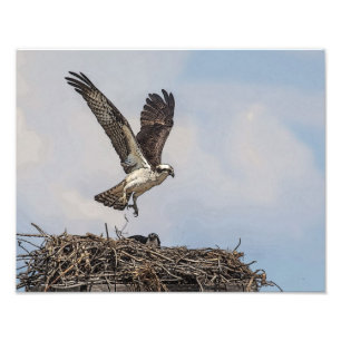 Osprey in a nest photo print