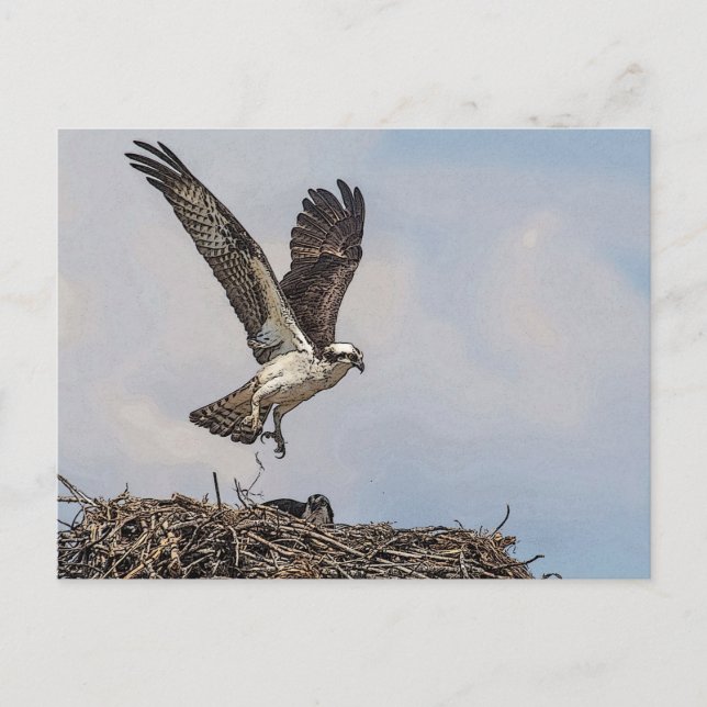 Osprey in a nest postcard (Front)