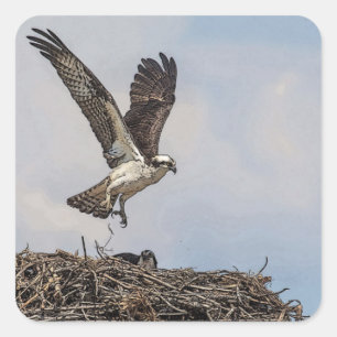 Osprey in a nest square sticker