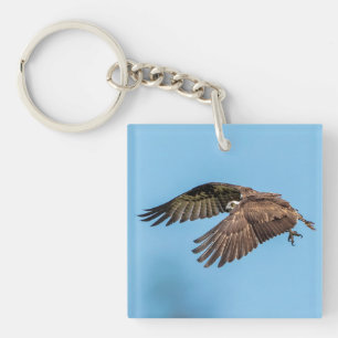 Osprey in flight at Honeymoon Island State Park Key Ring