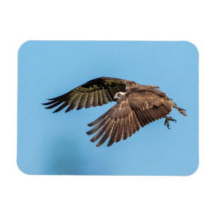 Osprey in flight at Honeymoon Island State Park Magnet