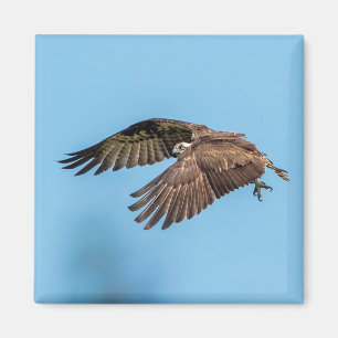 Osprey in flight at Honeymoon Island State Park Magnet