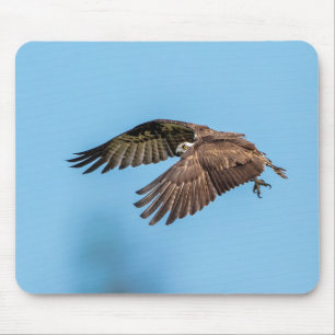Osprey in flight at Honeymoon Island State Park Mouse Pad