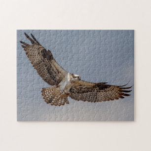 Osprey in flight jigsaw puzzle