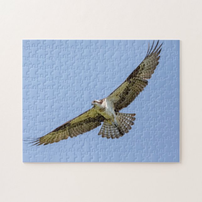 Osprey in flight jigsaw puzzle (Horizontal)