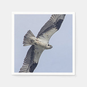 Osprey in flight napkin