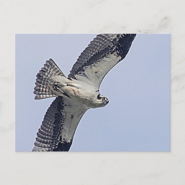 Osprey in flight postcard (Front)