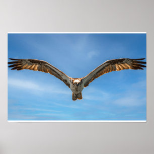 Osprey in Flight Wall Art Bird of Prey Poster